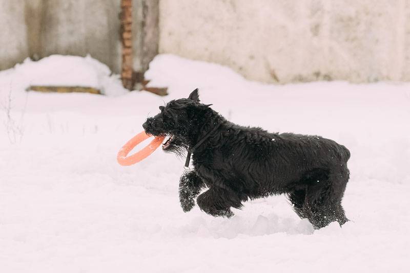 Ризеншнауцер играет в снегу