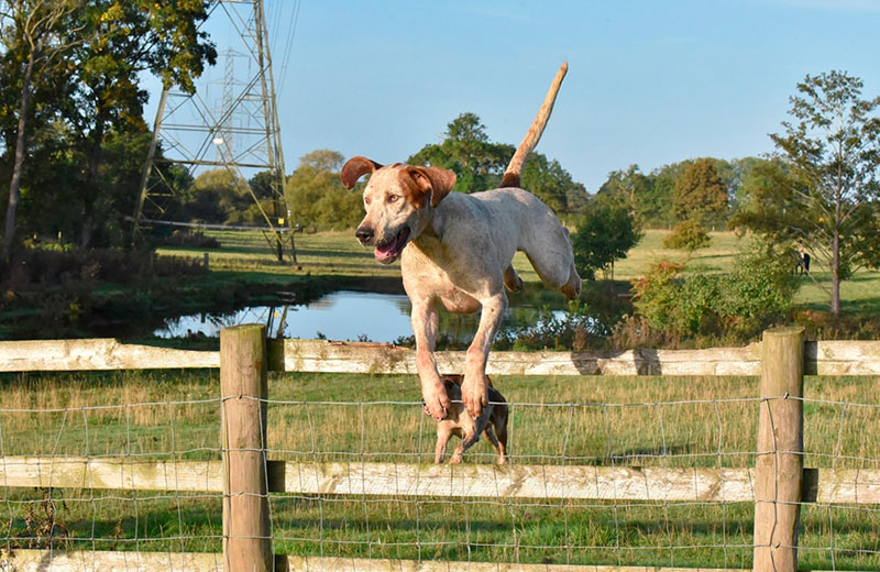 Английский фоксхаунд прыгает через забор