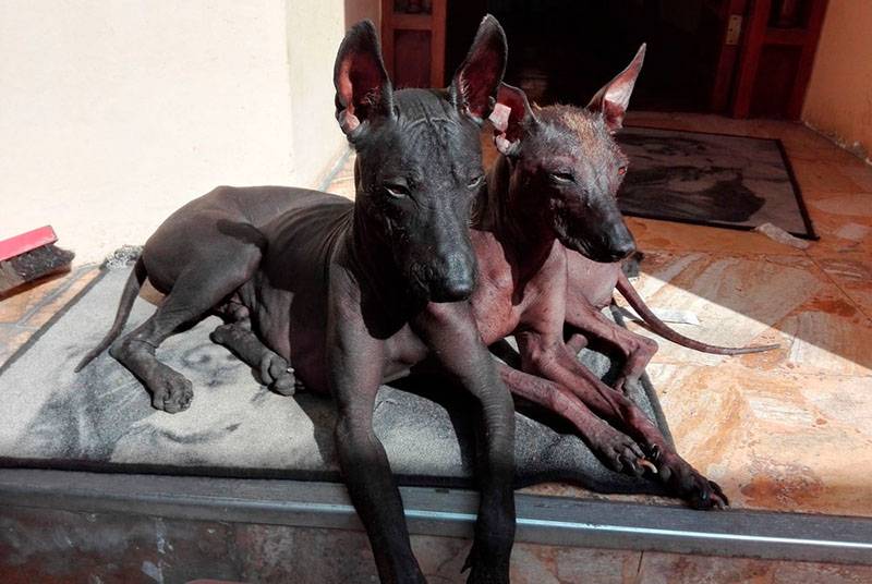 Фото двух перуанских голых собак