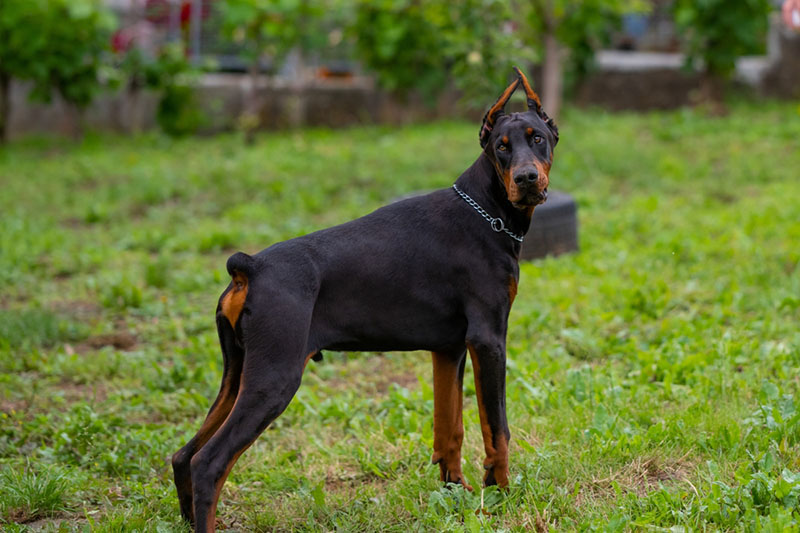 Корпус добермана