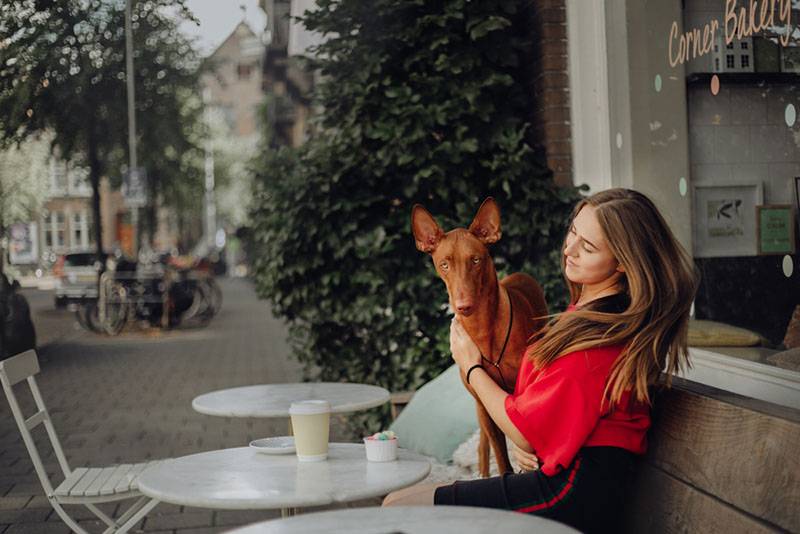 девушка в уличном кафе с фараоновой собака