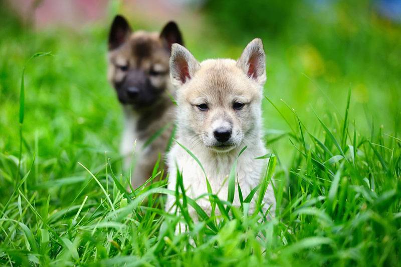 Два щенка лайки в траве
