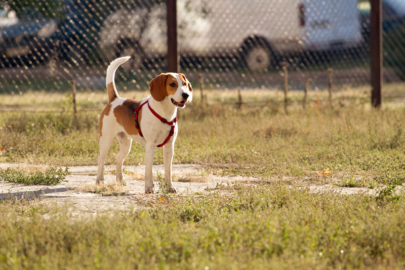 щенка эстонской гончей лучше приобретать у заводчиков