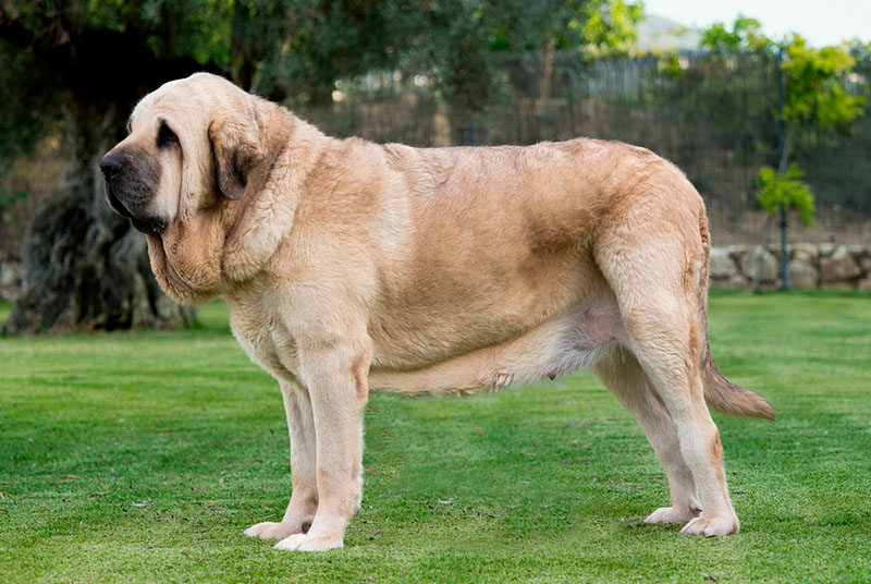 Испанский мастиф самостоятелен