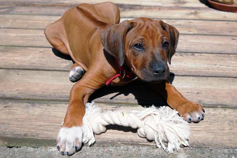 щеночек родезийского риджбека лежит с игрушкой