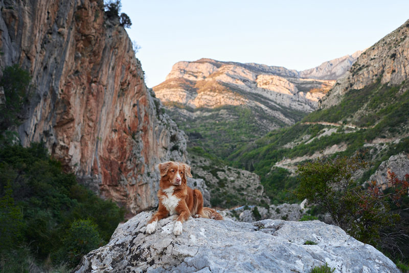 Активные толлеры стачивают когти сами