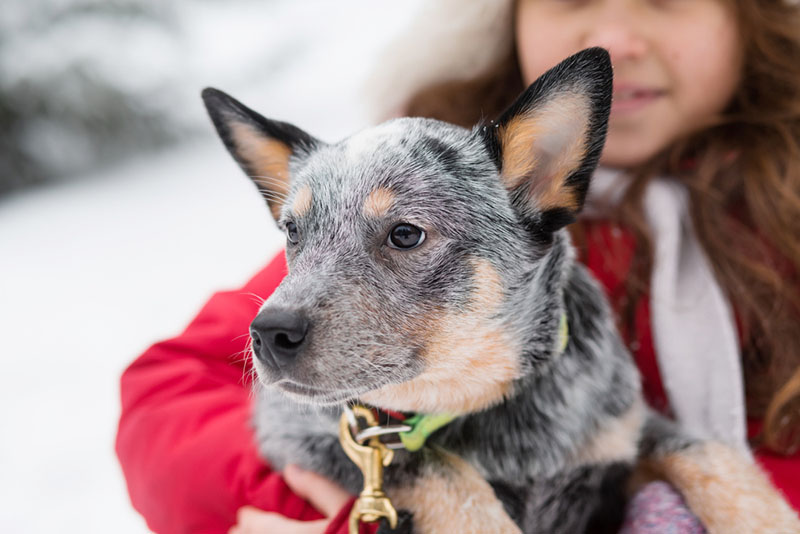 В сильный мороз австралийскую пастушью собаку нужно обувать