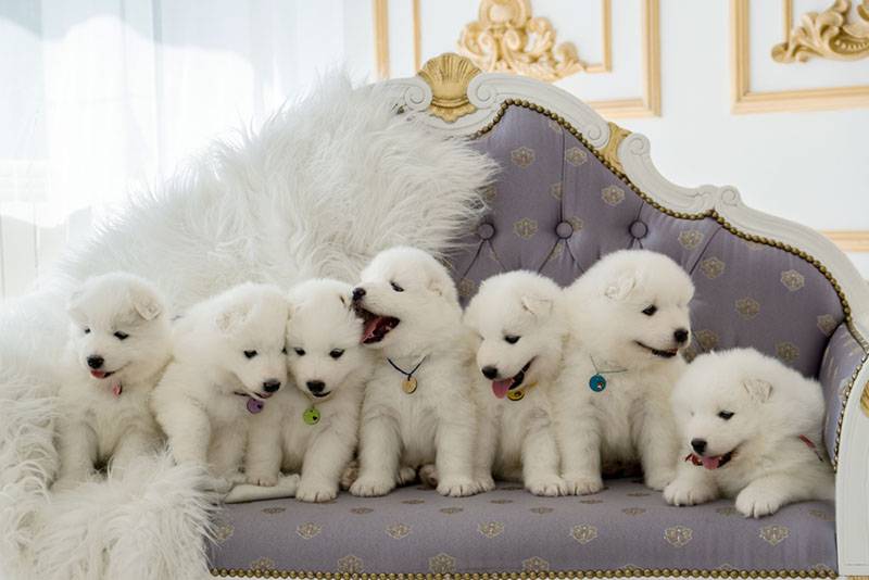 семь щенков самоедской лайки сидят на диване