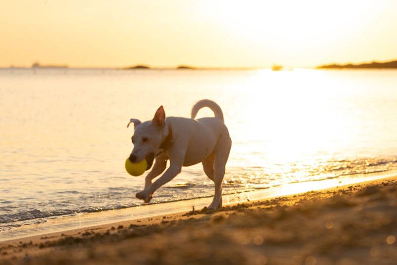Парсон-терьер с мячом на пляже