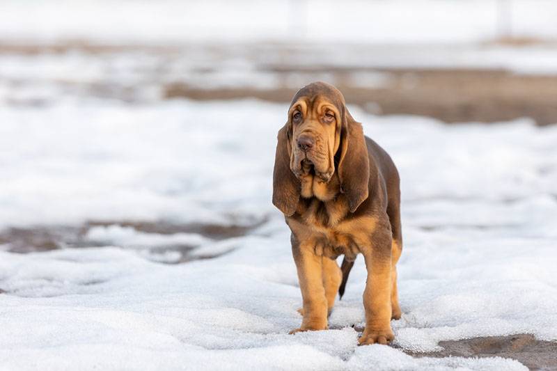 щенок бладхаунда на прогулке зимой
