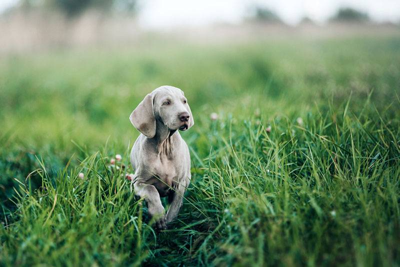 щенок веймаранера в траве