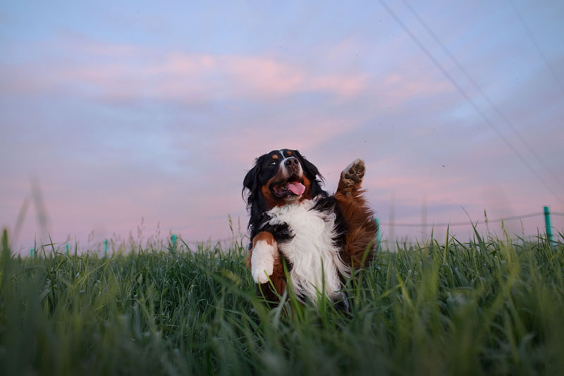 кормить бернского зенненхунда лучше после прогулки