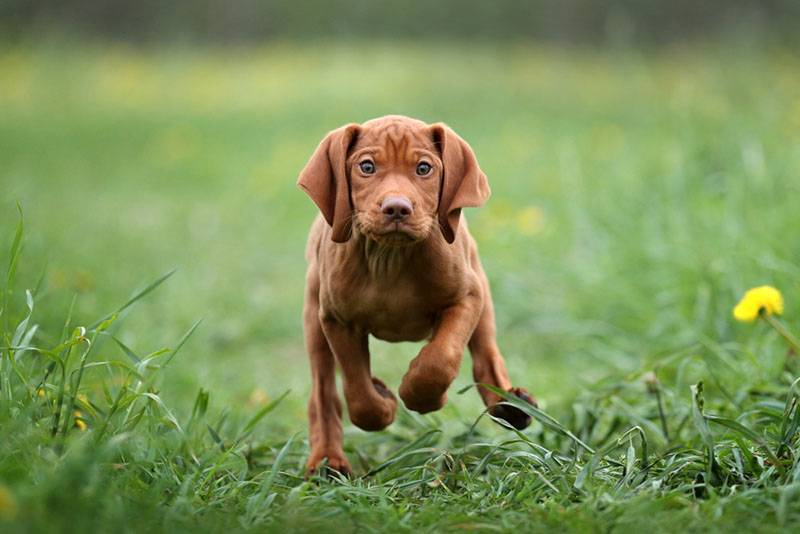 щенок венгерской легавой бежит по траве