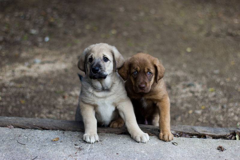Два щенка испанского мастифа