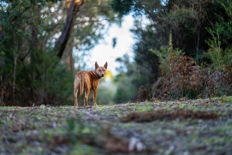 Австралийский келпи оглянулся