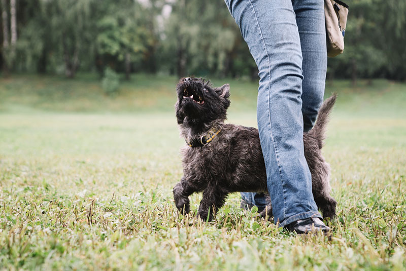 Керн-терьера дрессирует владелец