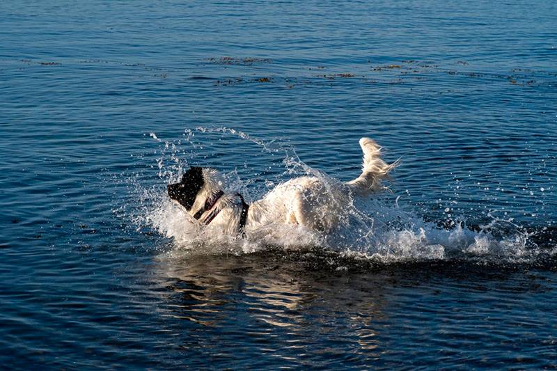 Ландсир прыгнул в воду