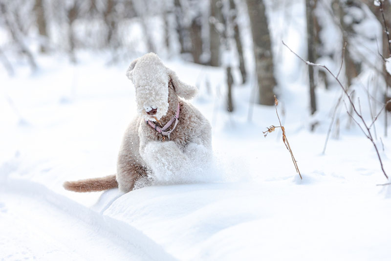 Активный бедлингтон-терьер