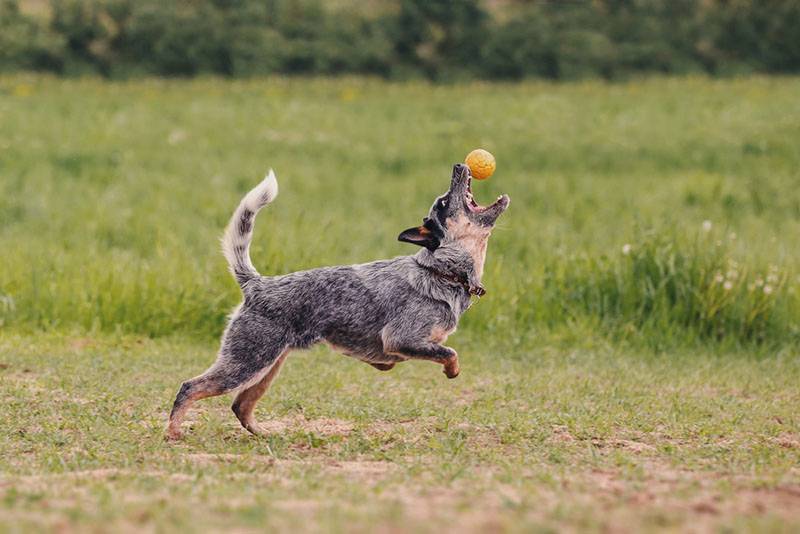 Австралийская пастушья собака с мячом