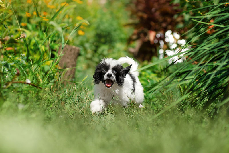 щеночек китайской хохлатой