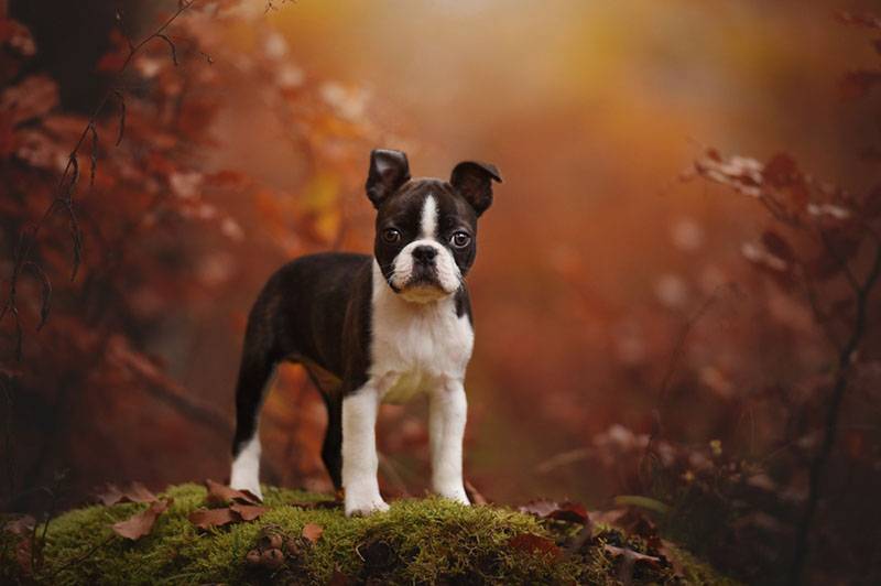 щенок бостон-терьера на фоне осеннего леса