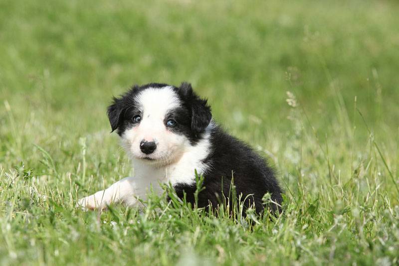 маленький щеночек бордер-колли на траве