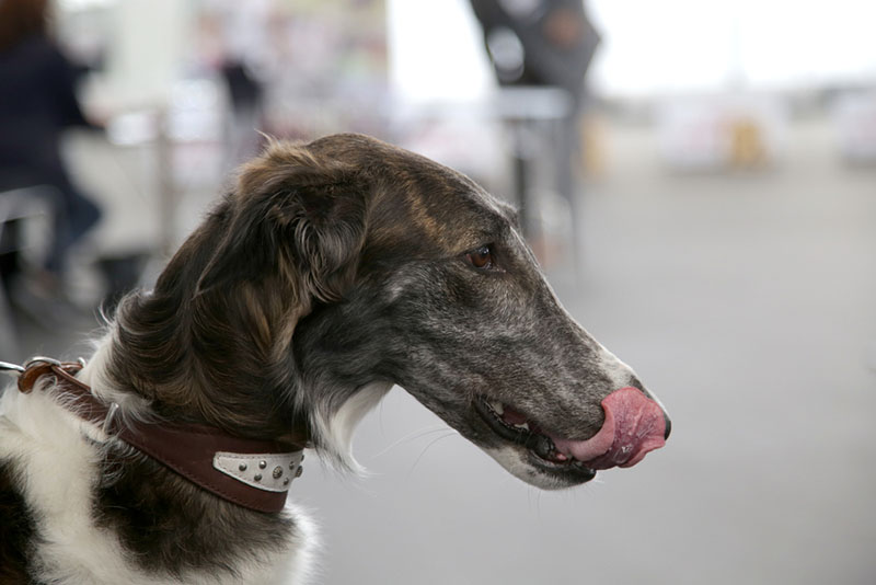 Русская борзая облизывается