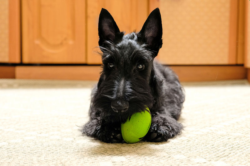 черный шотландский терьер играет с мячом