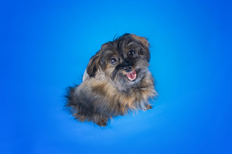 Каким командам нужно обучить петербургскую орхидею?