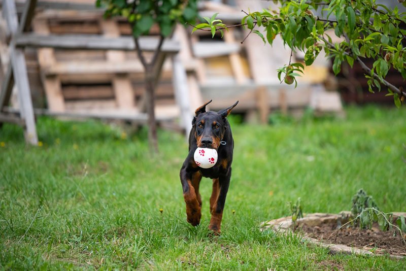 Как дрессировать добермана?