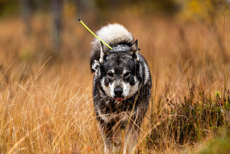 Какое питание требуется лайке?