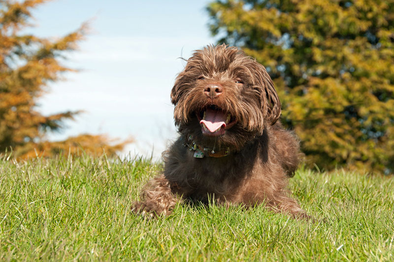 Какой характер у паттердейла?