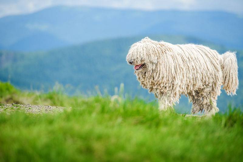 Красивая венгерская овчарка