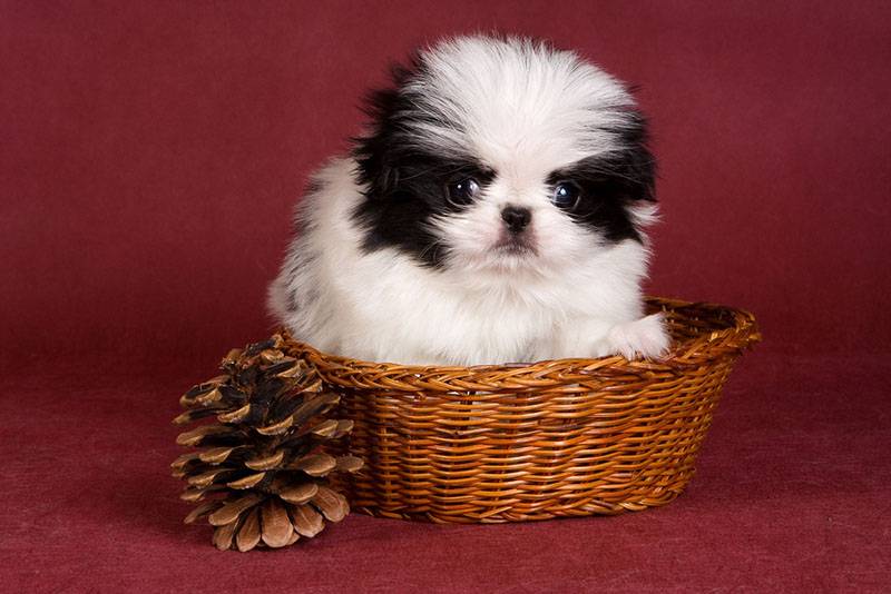 щенок японского хина в плетеной корзинке