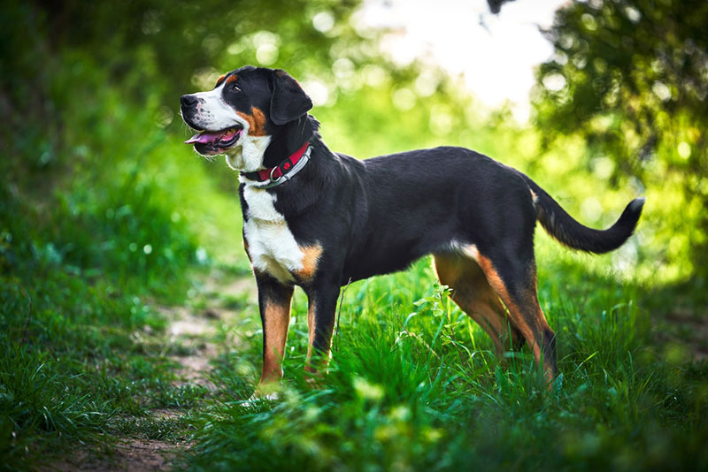 Как кормить большого швейцарского зенненхунда?