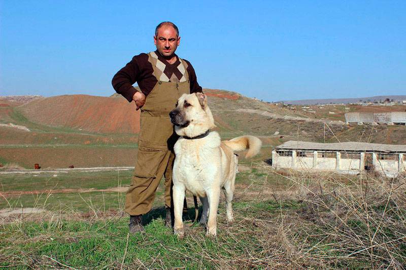 Армянский волкодав с мужчиной