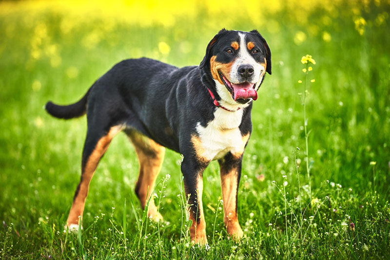 Какой характер у большого швейцарского зенненхунда?