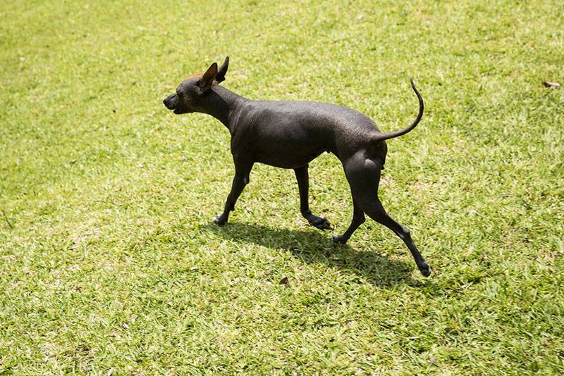 Перуанская голая собака небольшого размера