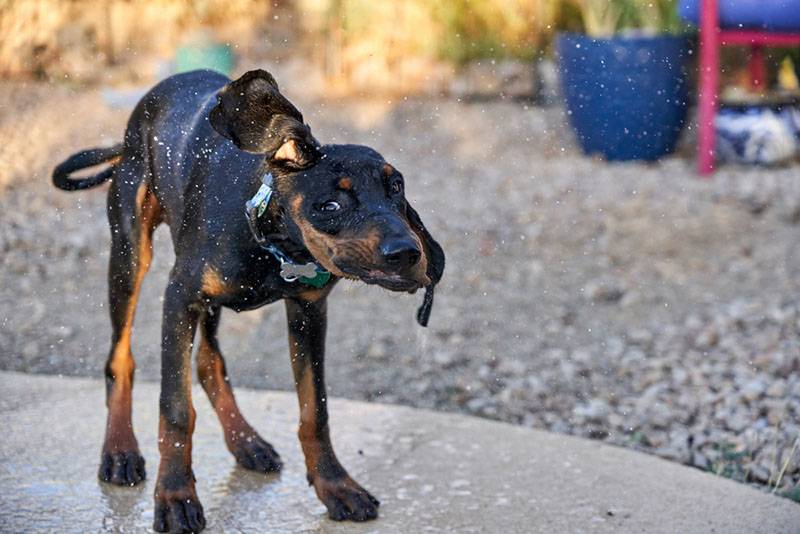 Мокрый щенок черно-подпалого кунхаунда