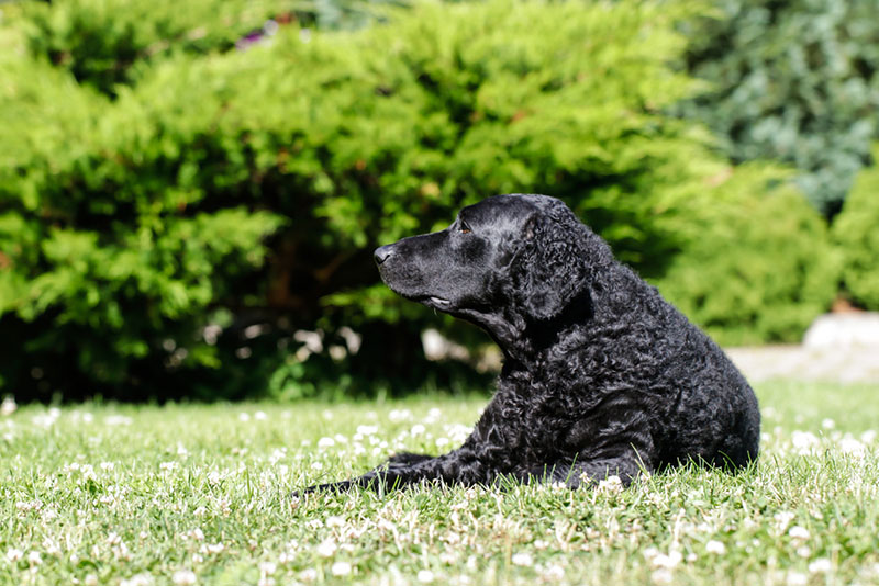 Чем кормить ретривера?