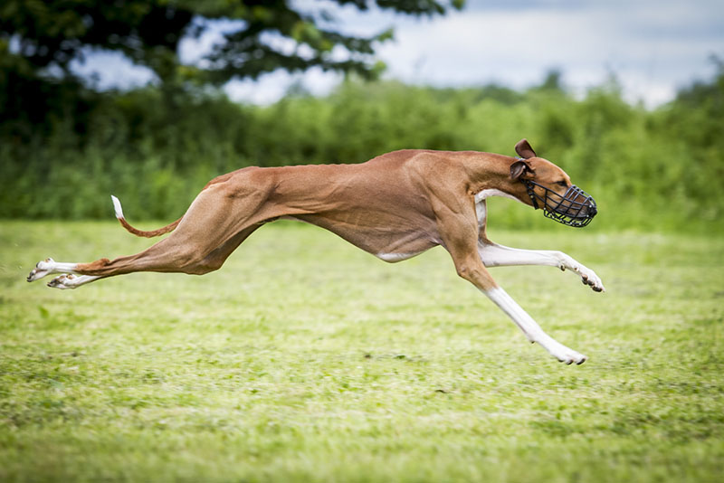 Бегущий азавак