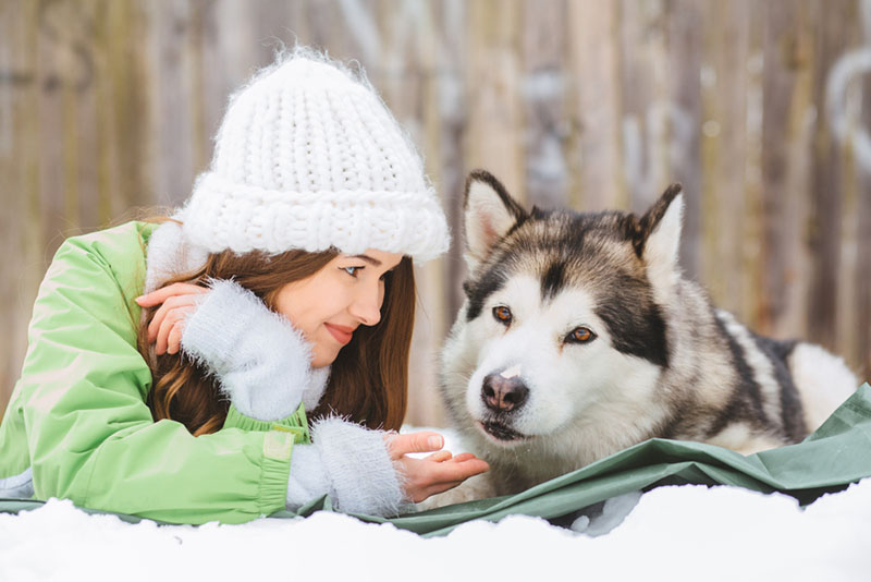 хозяйка дает вкусняшку аляскинскому маламуту