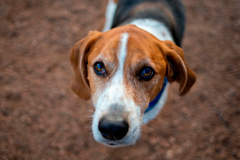 Какой уход нужен фоксхаунду?