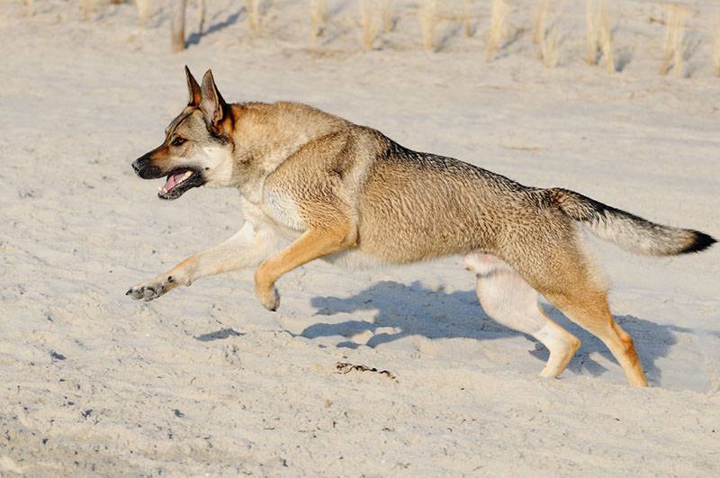 Волчья собака Саарлоса зонарного окраса бежит