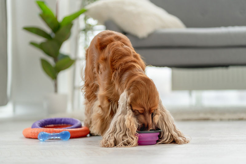 английский кокер-спаниель ест из миски