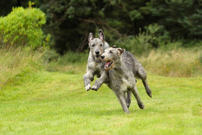 ирландские волкодавы бегут по траве