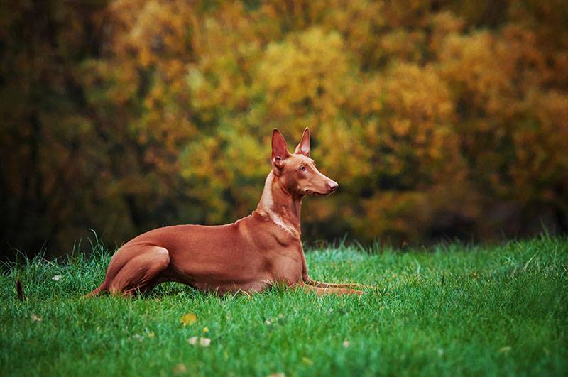 фараонова собака на лужайке в парке