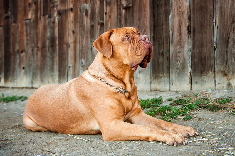 Когти бордоского дога нуждаются в стрижке