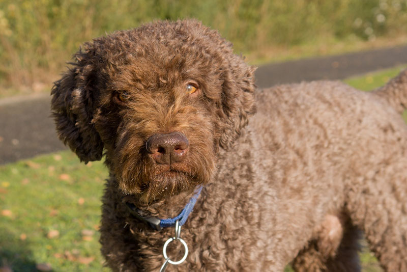 Барбет может проживать в городе