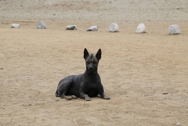 Перуанская голая собака на пляже